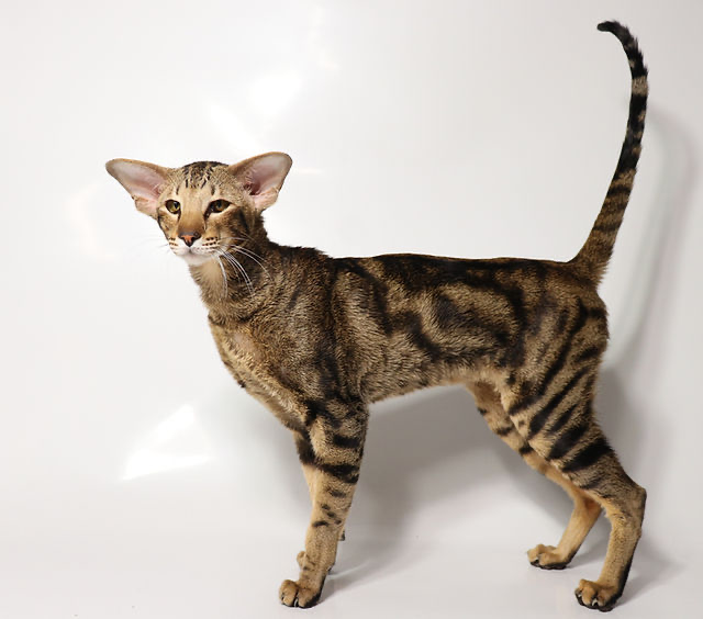 Oriental Shorthair cat from Marbleficent