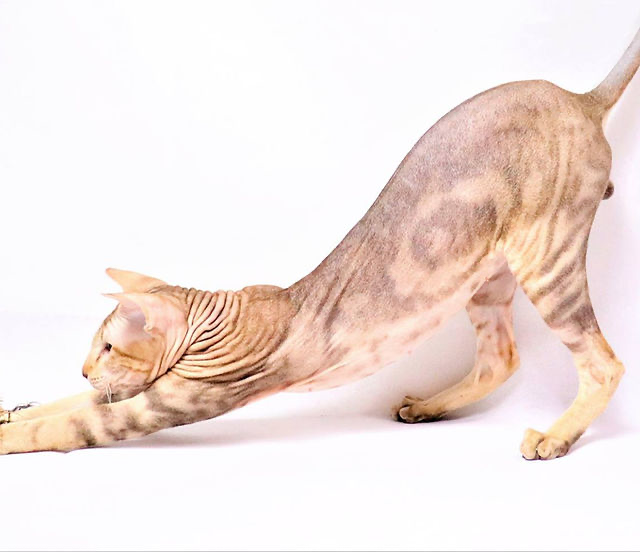 Peterbald cat from Marbleficent
